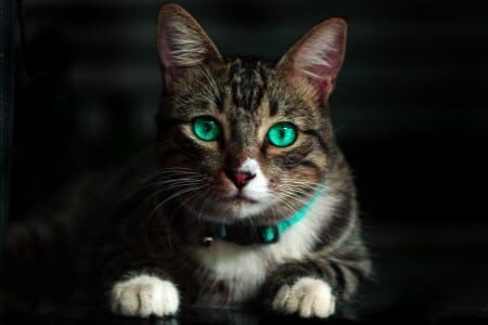 Gros plan d'un chat aux yeux verts