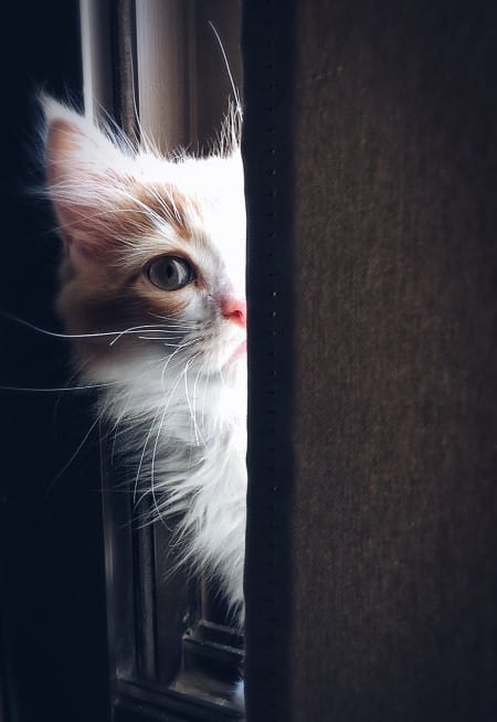 Gros plan d'un chat caché derrière le rideau