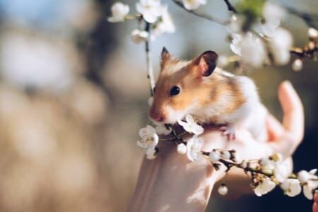 Hamster posé dans le creux de la main près d'un arbre en fleur