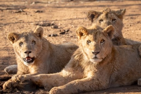 Lionnes profitant du soleil dans une réserve d'Afrique du Sud