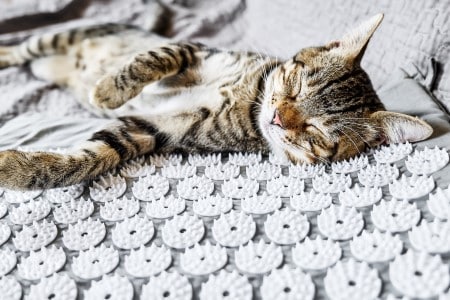Chat allongé sur un tapis champ de fleurs